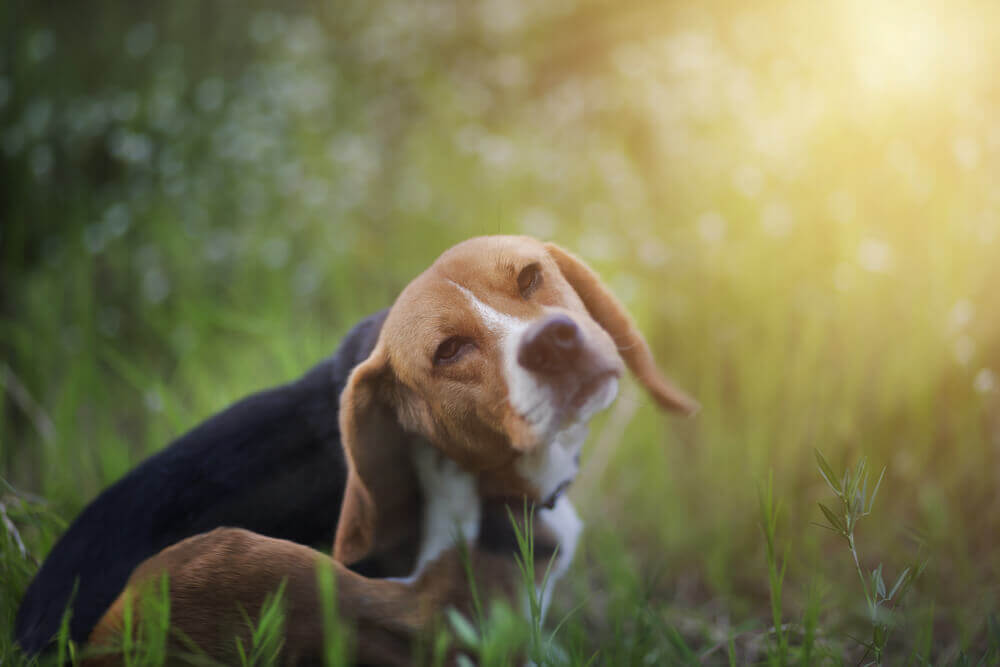 Solving Skin Allergies: Why is Your Pet So Itchy?